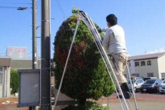 2023年10月樹木剪定