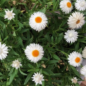 暑い夏は花壇もお休みです。