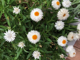 暑い夏は花壇もお休みです。
