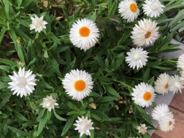 暑い夏は花壇もお休みです。