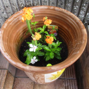 ｸﾛｻﾝﾄﾞﾗｽｰﾊﾟｰｷｬﾝﾄﾞﾙ、日日草