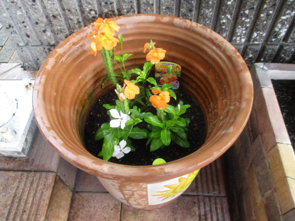 ｸﾛｻﾝﾄﾞﾗｽｰﾊﾟｰｷｬﾝﾄﾞﾙ、日日草