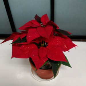 エースグループポインセチア