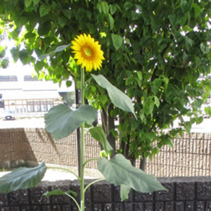 8月 花が咲きました