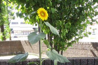 2020年8月環境活動