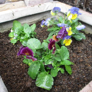 ﾋﾞｵﾗ、ﾊﾟﾝｼﾞｰ (2)