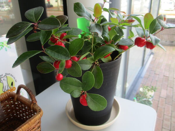 チェッカーベリー