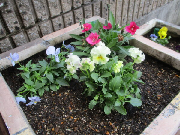 ビオラ、ダイアンサス