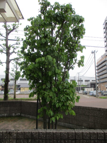 やまぼうし