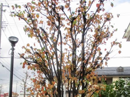2017年10月環境活動