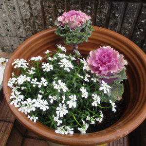 葉牡丹、ｲﾍﾞﾘｽｽﾉｰｻｰﾌｧｰﾎﾜｲﾄ