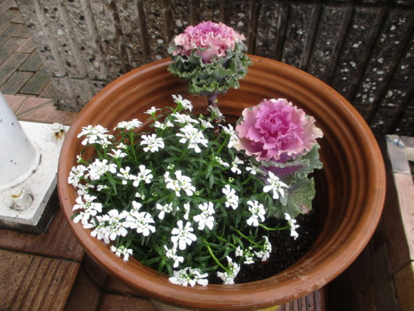 葉牡丹、ｲﾍﾞﾘｽｽﾉｰｻｰﾌｧｰﾎﾜｲﾄ