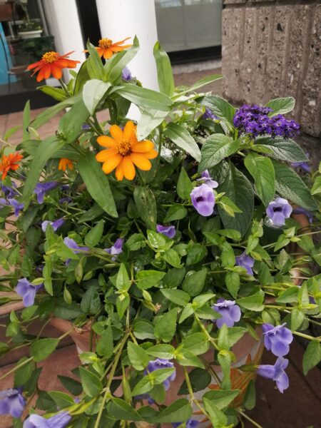 ﾍﾘｵﾄﾛｰﾌﾟ、ｽｰﾊﾟｰﾄﾚﾆｱ