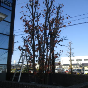 剪定していただきました