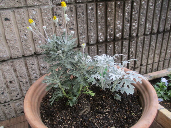 シロタエギク、ユリオプスデージー