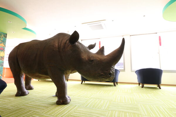 Rhinoceros