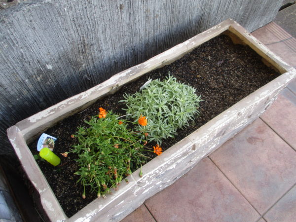 コスモス・ひまわり