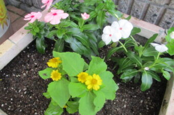 2021年7月環境活動