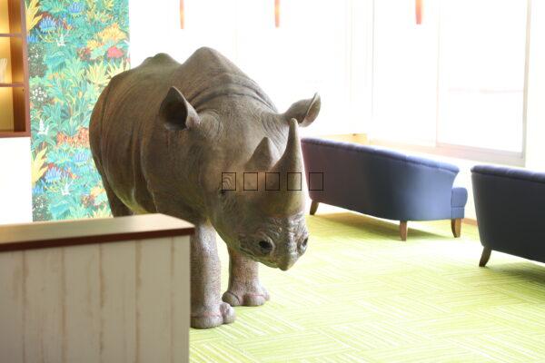 Rhinoceros