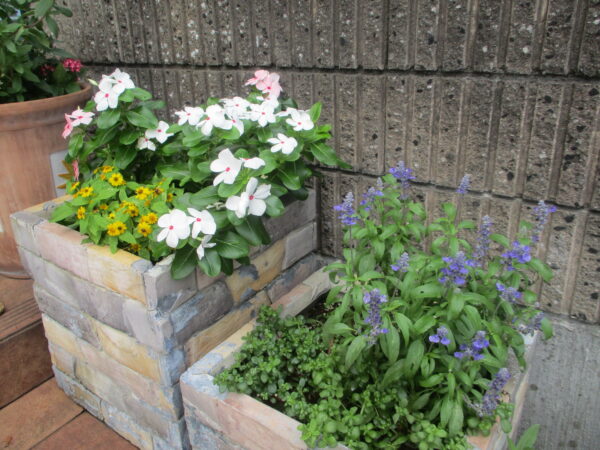 ｻﾙﾋﾞｱﾌｧﾘﾅｾｱ、ﾎﾟｰﾁｭﾗｶ、日日草