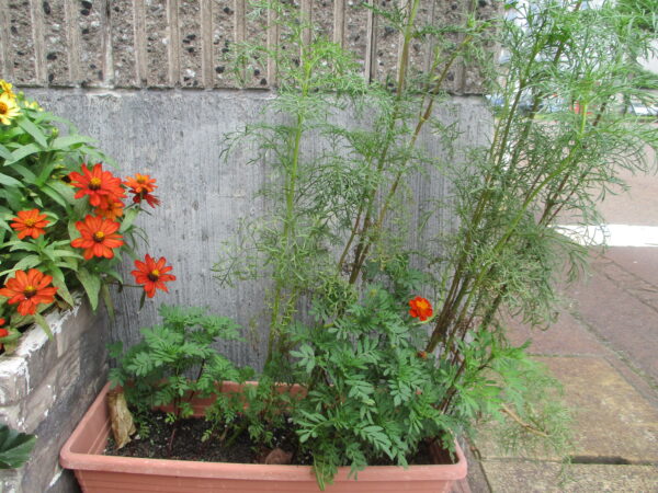 ｺｽﾓｽ、ﾏﾘｰｺﾞｰﾙﾄﾞ