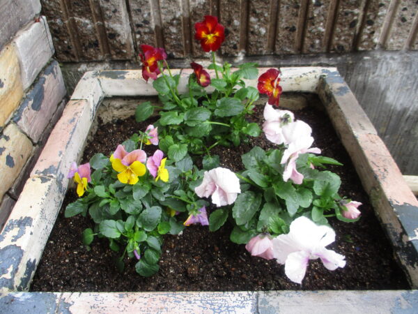 ﾋﾞｵﾗ、虹色すみれ