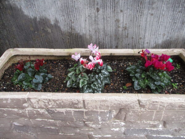 ｶﾞｰﾃﾞﾝｼｸﾗﾒﾝ