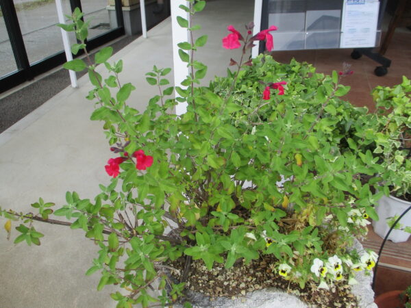 南館チェリーセージ