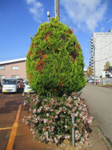 コニファー剪定前