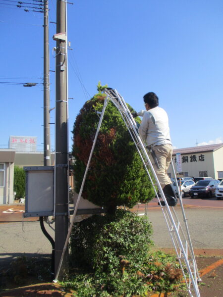 コニファー剪定中