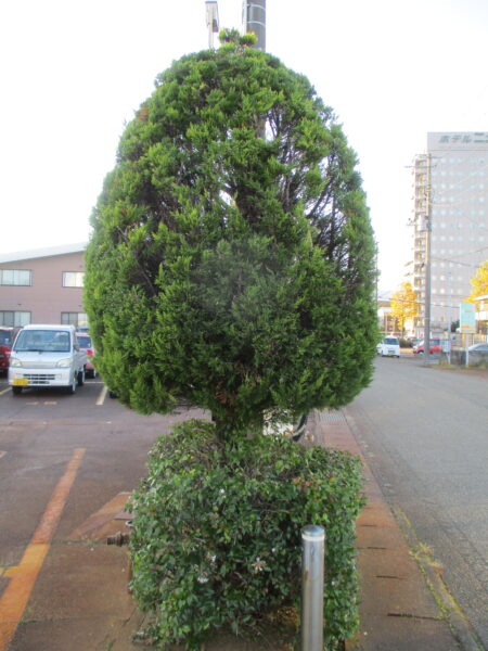コニファー剪定後