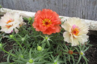 2024年5月花壇植え替え