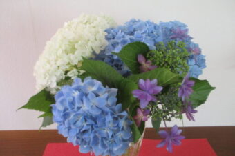 2024年6月紫陽花