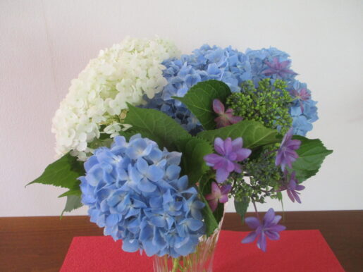 2024年6月紫陽花