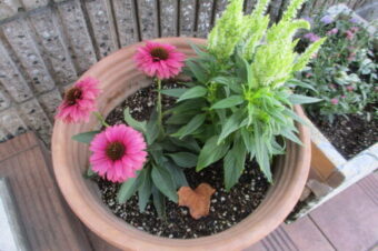 2024年8月花壇植え替え