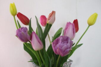 2025年2月チューリップ