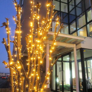 2025年11月冬支度・イルミネーション