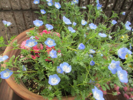 2026年4月花壇植え替え