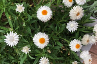 暑い夏は花壇もお休みです。