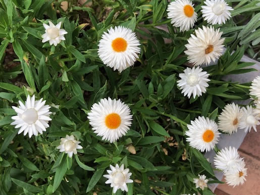 暑い夏は花壇もお休みです。