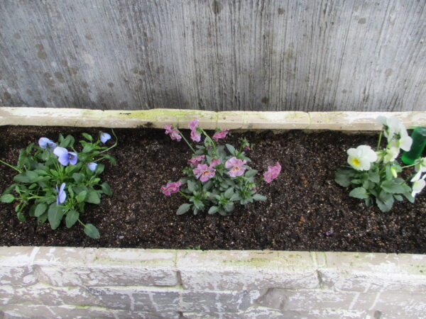 パンジー、ビオラ