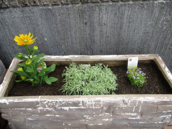 ﾌﾟﾚｲﾘｰｻﾝﾙﾄﾞﾍﾞｷﾞｱ、ﾌﾞﾗｷｶﾑｺﾞｰﾙﾄﾞﾏｯﾄ