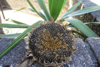 2020年9月環境活動