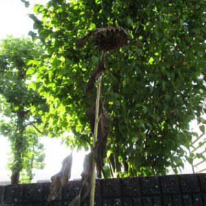 9月枯れてきました