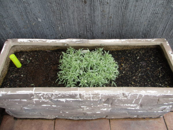 コスモス芽が出ません