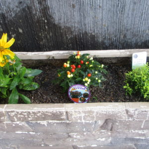 ﾄｳｶﾞﾗｼﾂﾌﾞﾂﾌﾞの実