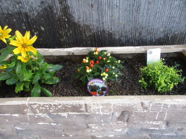 ﾄｳｶﾞﾗｼﾂﾌﾞﾂﾌﾞの実