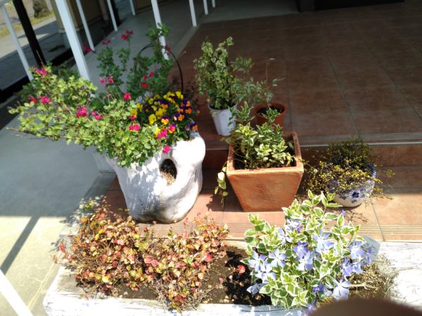 チェリーブロッサム・ツルニチニチソウ