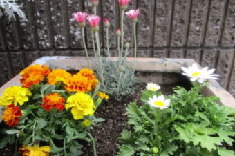 2024年4月花壇植え替え