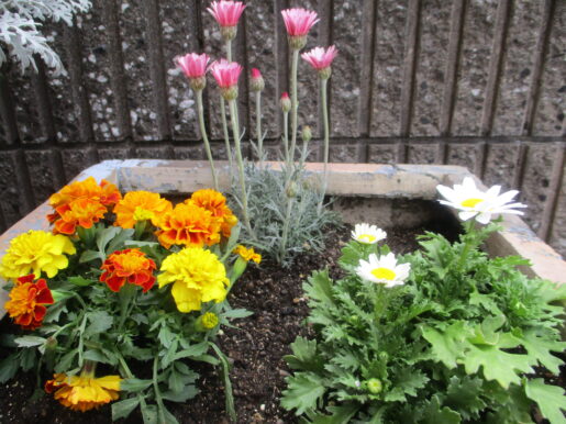 2024年4月花壇植え替え